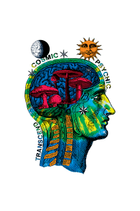 Transfer Cosmic Head 