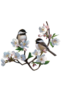 Transfer Cherry Blossom Chickadee 