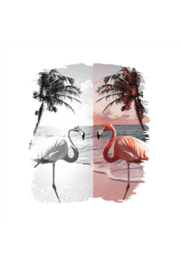Transfer Colorful Flamingo Palm Tree 