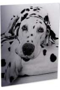 Aluminum Cl Photo Panel Clear Matte 300 X 300 Mm 