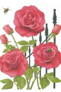 Transfer Red Roses And Bees
