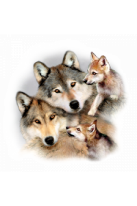 Transfer Wolf Harmony