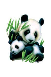 Transfer Panda & Cub