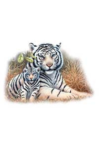 Transfer White Tiger & Cub