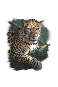 Transfer Leopard Pose
