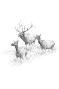 Transfer Elk Pencil