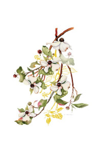 Transfer Dogwood Shoulder