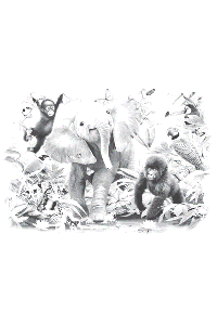 Transfer Junior Jungle