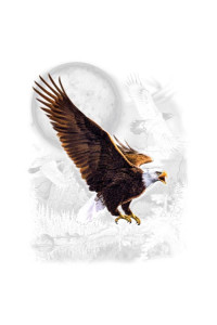 Transfer Eagle Wilderness (darks Only)