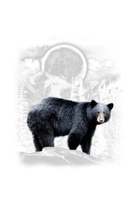 Transfer Black Bear Wilderness (darks Only)