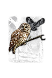 Transfer Owl Wilderness (darks Only)