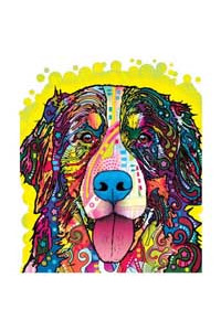 Transfer Bernese Mountain Dog