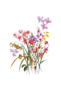 Transfer Orchids And Froggie