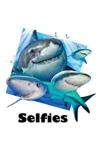 Transfer Sharks Selfie