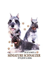 Transfer Miniature Schnauzer