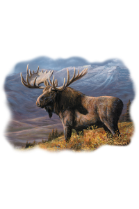 Transfer Cooper Moose