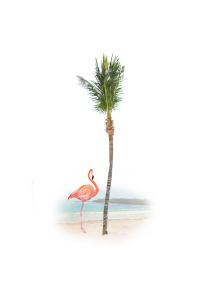 Transfer Flamingo Paradise