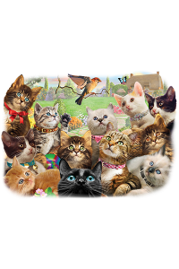 Transfer Kittens And Bird