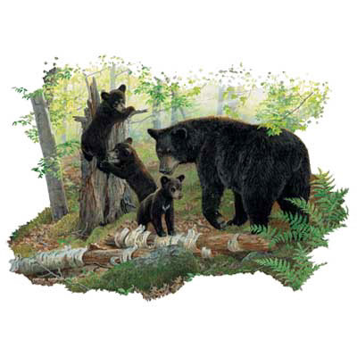 Bears