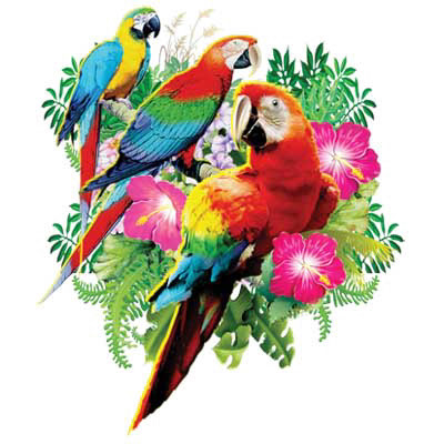Birds