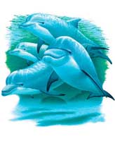 TRANSFER DOLPHINS OF THE SEA