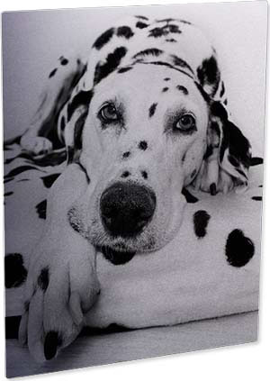 Pann.Foto All. Trasp. Matto 279,4×355,6 mm