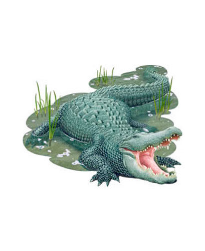 TRANSFER ALLIGATOR