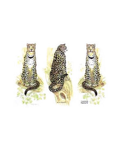 TRANSFER 3 IN A ROW LEOPARDS