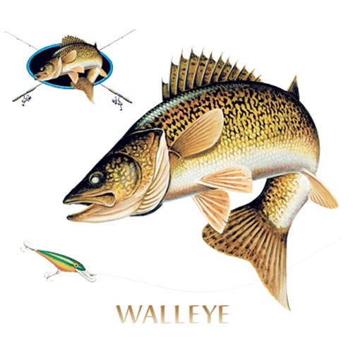 TRANSFER WALLEYE COMBINATION W/CREST