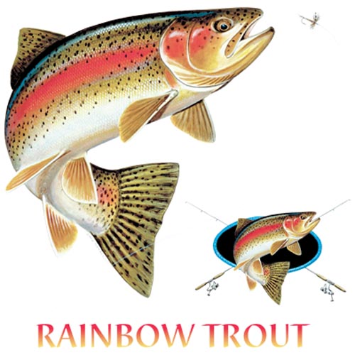 TRANSFER RAINBOW TROUT COMBINATION W/CREST