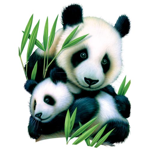 TRANSFER PANDA & CUB