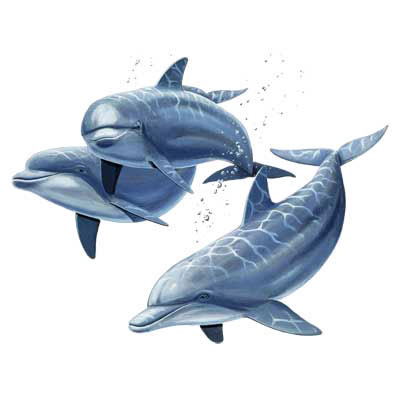 TRANSFER THREE DOLPHINS