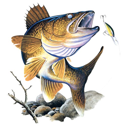 TRANSFER WALLEYE