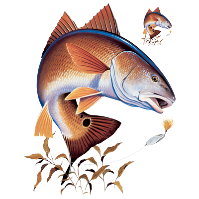TRANSFER REDFISH
