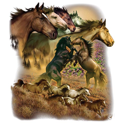 TRANSFER WILD HORSES