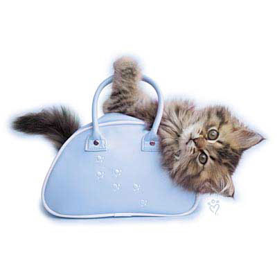 TRANSFER MINNIE (BLUE) – RH