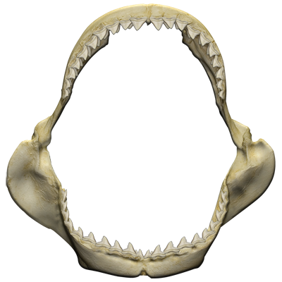 TRANSFER GREAT WHITE JAWS