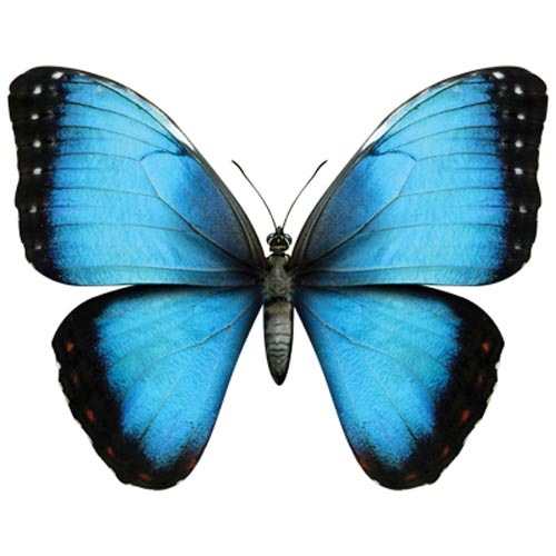 TRANSFER MORPHO