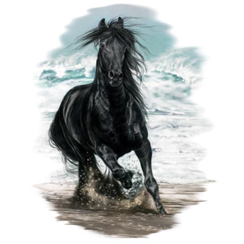 TRANSFER ON THE BEACH