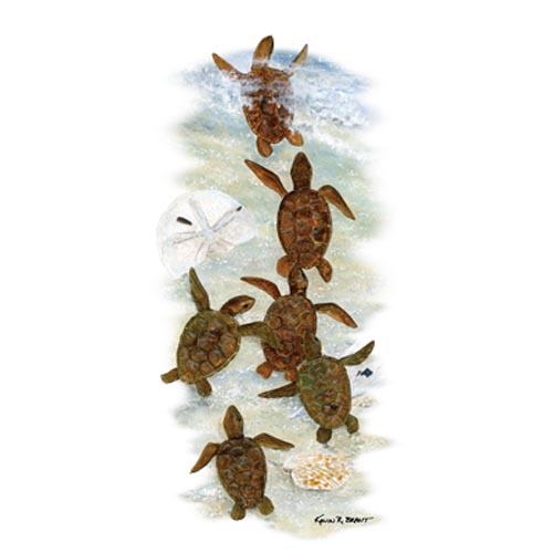 TRANSFER SEA TURTLES