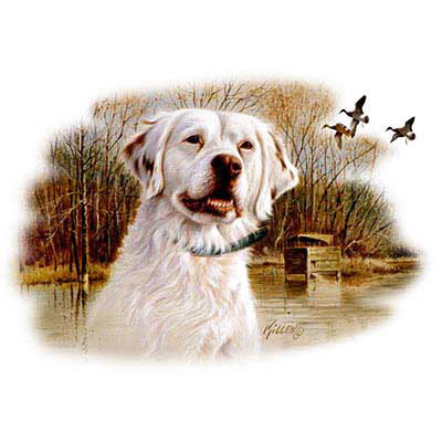 TRANSFER KING – ENGLISH SETTER