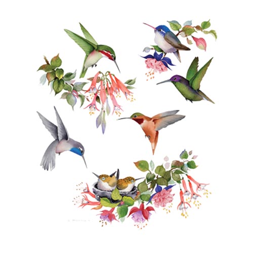 TRANSFER HUMMINGBIRDS OF NORTH AMERICA