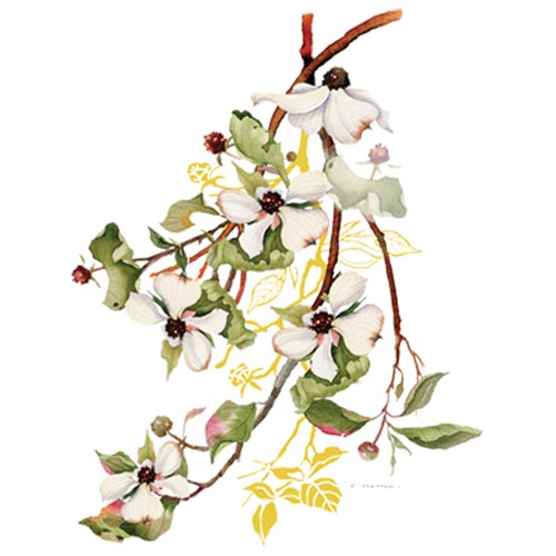 TRANSFER DOGWOOD SHOULDER