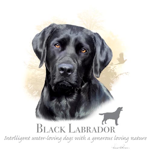 TRANSFER BLACK LABRADOR – HR