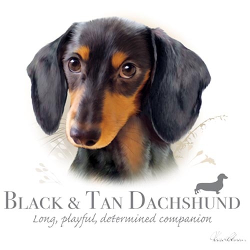 TRANSFER BLACK & TAN DACHSHUND – HR