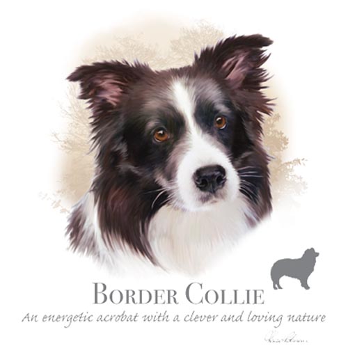 TRANSFER BORDER COLLIE – HR