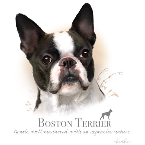 TRANSFER BOSTON TERRIER – HR