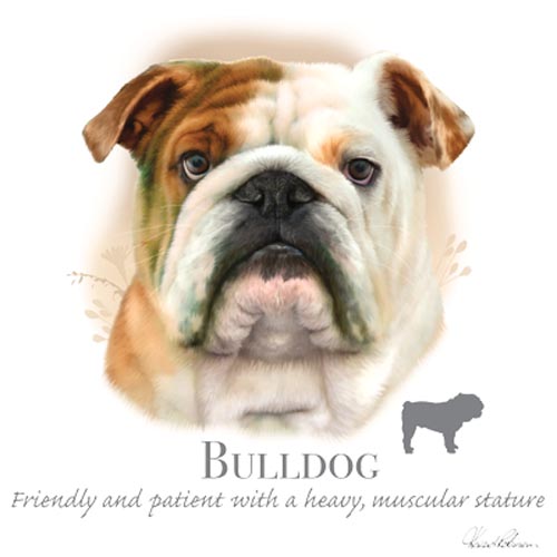 TRANSFER BULLDOG – HR