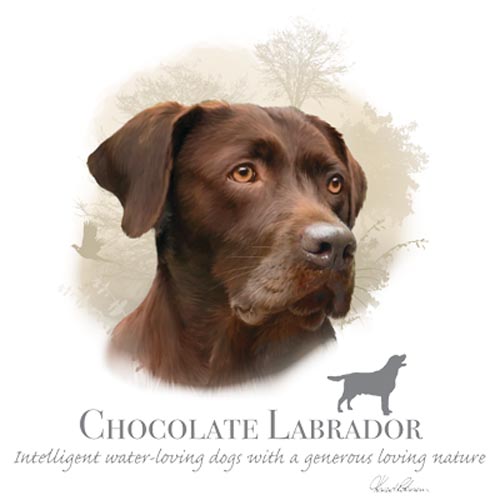 TRANSFER CHOCOLATE LABRADOR – HR