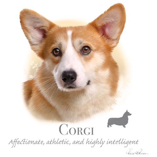 TRANSFER CORGI – HR